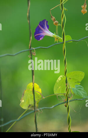 Blaue Blume von Morgen - Herrlichkeit (ipomoea) auf Zaun Stockfoto