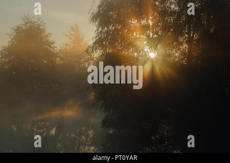 Die Sonnenstrahlen scheinen durch Baum in den nebligen Morgen Stockfoto