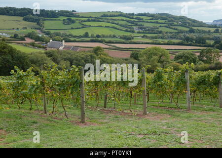 Castlewood Weinberg in Ax Tal in Devon Stockfoto