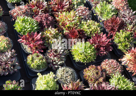 Verschiedene Sorten abwechslungsreiche Sukkulente Sempervivum Pflanzen Sempervivum Pflanzen in Töpfen Ausstellungsstücke zum Verkauf im Blumenausstellung Gartenzentrum Großbritannien Stockfoto