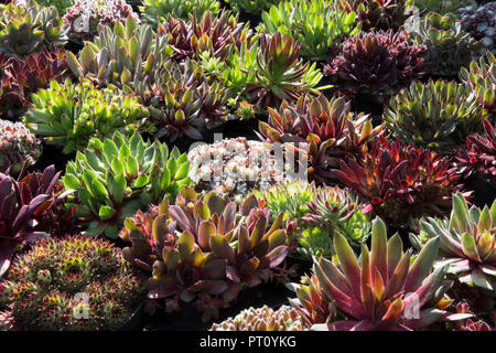 Verschiedene Sorten abwechslungsreiche Sukkulente Sempervivum Pflanzen Sempervivum Pflanzen in Töpfen Ausstellungsstücke zum Verkauf im Blumenausstellung Gartenzentrum Großbritannien Stockfoto