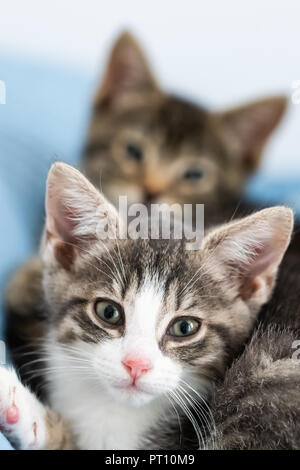 Zwei neugierige kleine Kätzchen hinter jedem anderen Festlegung Stockfoto