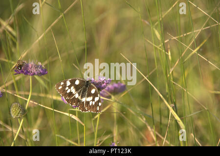 Schmetterling, Flügel schwarz, braun und weiß Farbe geöffnet Stockfoto