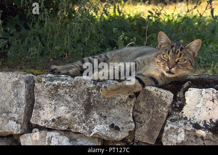 Tabby Katze liegend auf der Wand aus Ston und Suchen auf der Kamera Stockfoto