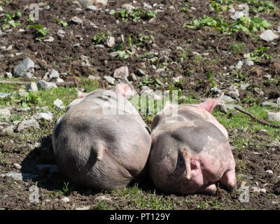 Schweine auf der Weide Stockfoto