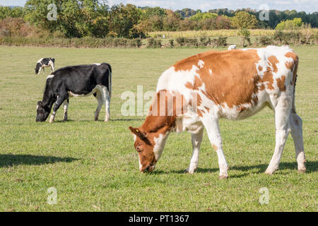 Red-Pied friesischen Rindern, England, Großbritannien Stockfoto