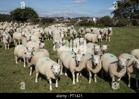 Eine Herde von Texel Schafe in Rawdon, Leeds, West Yorkshire könnte Meatline Schaf Stockfoto