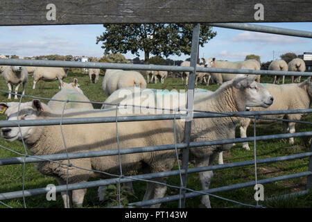 Eine Herde von Texel Schafe in Rawdon, Leeds, West Yorkshire könnte Meatline Schaf Stockfoto