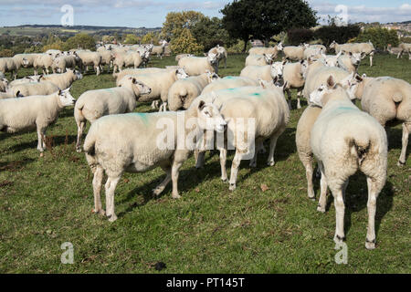 Eine Herde von Texel Schafe in Rawdon, Leeds, West Yorkshire könnte Meatline Schaf Stockfoto