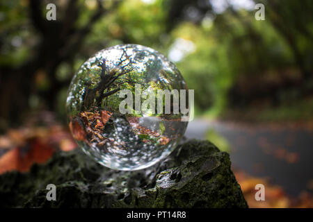 Einspurige Straße durch gewölbte grüne Bäume mit bunten Herbstlaub auf Erde in Glas Kugel Kugel- oder sitzen auf Lava Rock Wall erfasst Stockfoto