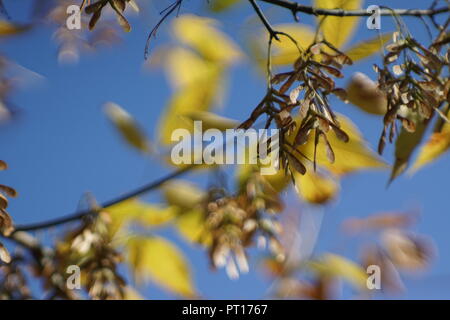 Ein Stamm von Sycamore Samen zu einem Ahorn Baum im Herbst. Stockfoto