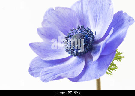 Eine einzelne Soft Focus Blüte der Anemone Blume - Anemone deCaen. Stockfoto