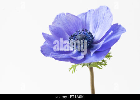 Eine einzelne Soft Focus Blüte der Anemone Blume - Anemone deCaen. Stockfoto