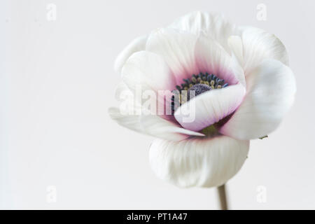 Eine einzelne Soft Focus Blüte der Anemone Blume - Anemone deCaen. Stockfoto