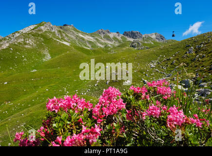 Deutschland, Bayern, Allgäu, Allgäuer Alpen, behaarte Alpenrose, Rhododendron hirsutum, Bergbahn Nebelhorn und Westlicher Wengenkopf im Hintergrund Stockfoto