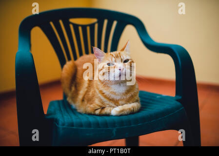 Portrait von Ginger cat ruht auf einem Stuhl Stockfoto