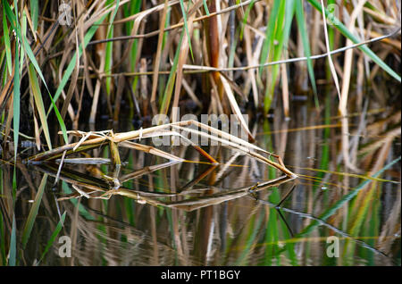 Rainham Marshes Essex UK-Schilf Reflexion Foto aufgenommen von Simon Dack Stockfoto