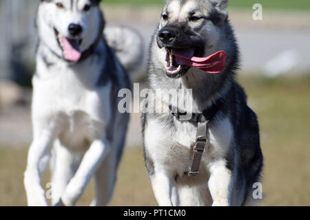 Zwei Hunde in einer Verfolgungsjagd auf den Hund bei eingelegter Parkbremse Stockfoto