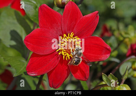 Wolle - carder Biene (Anthidium manicatum) auf Dahlie Blume im Garten Cheshire UK Juli55462 Stockfoto