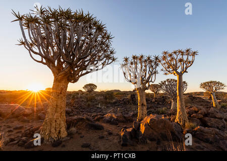 Afrika, Namibia, Keetmanshoop, Köcherbaumwald bei Sonnenuntergang Stockfoto