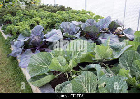 Isolierte polytunnel mit erhöhten Betten wachsende organische Weißkohl und Rotkohl 'Kalibos', curly Blatt Grünkohl 'Reflex' Stockfoto