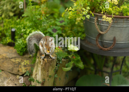 Graue Eichhörnchen sitzend mit Schwanz fluffed, eine Eichel in den Pfoten im inländischen Kornischen Garten. Die Planung voran für den Winter durch Vergraben. Stockfoto