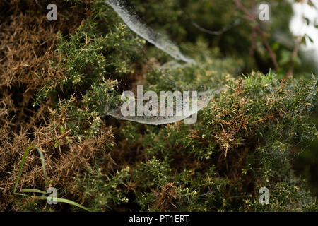 Weiß spinnen Web-sites beladen mit schweren Wassertropfen der letzten Regen link Minitrampoline bereit Trap unvorsichtige Beute in Stacheligen Ginster ausgesetzt. Stockfoto