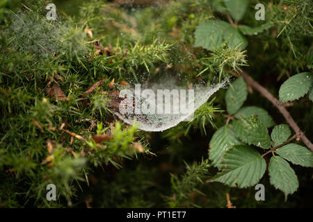 Weiß spinnen Web-sites beladen mit schweren Wassertropfen der letzten Regen link Minitrampoline bereit Trap unvorsichtige Beute in Stacheligen Ginster ausgesetzt. Stockfoto