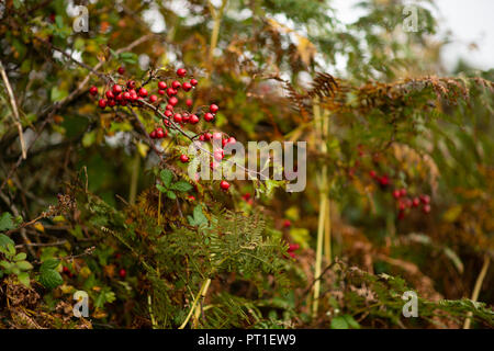 Tief rot glühenden Weißdorn-Beeren in Sprays auf kleine Zweige vor dem Hintergrund der üppig grüne Laub, feuchten ab Herbst regen. Stockfoto