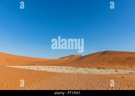 Afrika, Namibia, Namib-Naukluft-Nationalpark, Deadvlei, abgestorbene Akazien in Clay pan Stockfoto