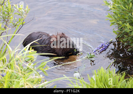 Biber im Wasser genießen ihre Umgebung. Stockfoto