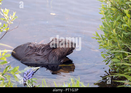 Biber im Wasser genießen ihre Umgebung. Stockfoto