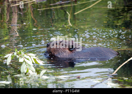 Biber im Wasser genießen ihre Umgebung. Stockfoto