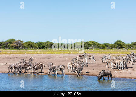Afrika, Namibia, Etosha National Park, das Burchell's Zebra, Equus quagga burchelli, Streifengnu, an Chudop Wasserloch Stockfoto