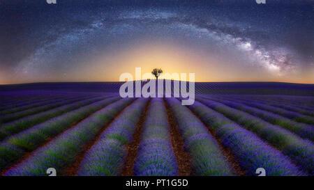 Frankreich, Alpes-de-Haute-Provence, Valensole, Lavendel Feld unter Milchstraße Stockfoto