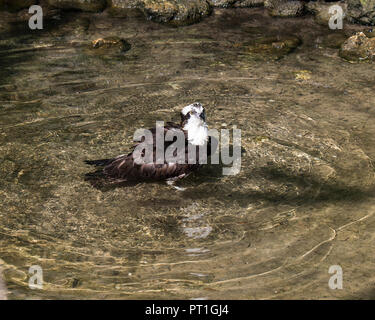 Osprey Vogel mit seiner Umgebung im Wasser. Stockfoto