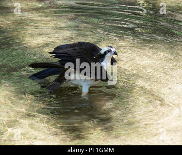 Osprey Vogel mit seiner Umgebung im Wasser. Stockfoto