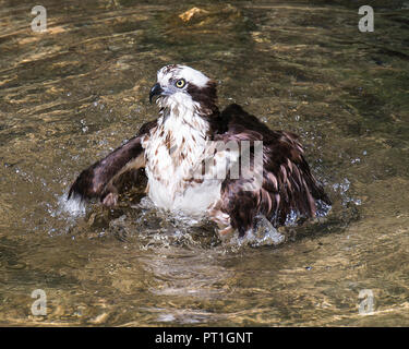 Osprey Vogel mit seiner Umgebung im Wasser. Stockfoto