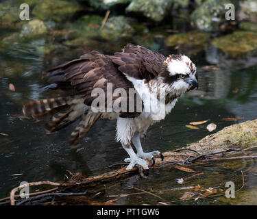 Osprey Vogel mit seiner Umgebung im Wasser. Stockfoto