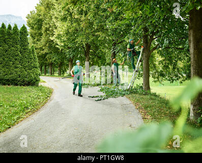 Baum schneiden Schneiden von Bäumen Stockfoto