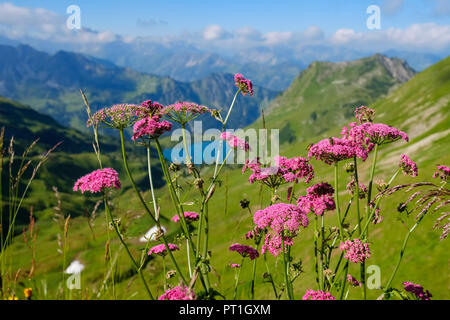 Deutschland, Bayern, Allgäu Alpen, Blick von Zeigersattel zur seealpsee mit Hoefats, Baldrian, Valeriana officinalis im Vordergrund. Stockfoto