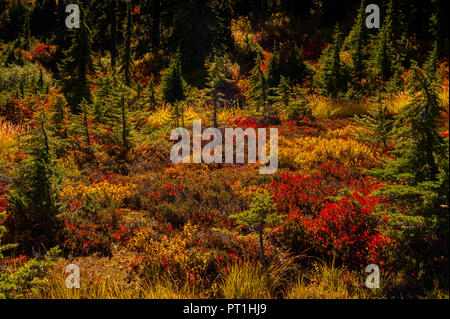 Herbst Farben entlang der Küstenlinie von Bild See im North Cascade Autobahnen. Stockfoto
