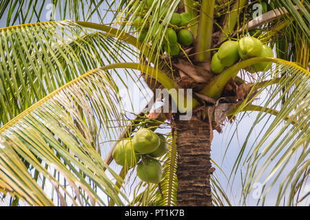 Organische junge grüne Kokosnüsse auf das Kokosnuss Baum unter blauem Himmel und sonnigen Tag. Stockfoto