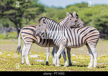 Afrika, Namibia, Etosha National Park, das Burchell's Zebra, Equus quagga burchelli Stockfoto