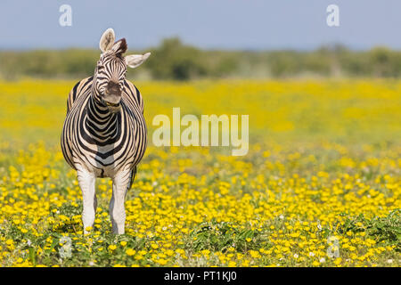 Afrika, Namibia, Etosha National Park, das Burchell's Zebra, Equus quagga burchelli, stehend auf gelbe Blume Wiese Stockfoto