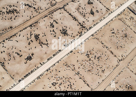 USA, Luftaufnahme der Rinder feed Lot in der Nähe von Greeley, Colorado Stockfoto