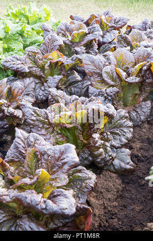 Bio-Salat - Salaternte wächst in Reihen auf einer Zuteilung, Lactuca sativa - Salat Nymans - Heritage Variety - Sommer - UK England Stockfoto