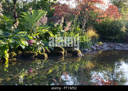 Japanischer Garten großer Teich Wasserspiel mit Moos bedeckten Steinen mit, Gunnera manicata - Rodgersia aesculifolia - Acer palmatum Bäume - England UK Stockfoto