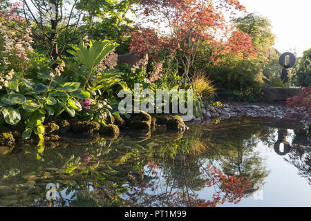 Japanischer Zen-Garten großer Teich Wasserspiel mit moosbedeckten Steinen mit, Gunnera manicata - Rodgersia aesculifolia - Acer palmatum trees UK Stockfoto