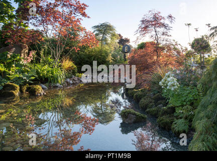 Japanischer Zen-Garten großer Teich Wasserspiel mit moosbedeckten Steinen mit, Gunnera manicata - Rodgersia aesculifolia - Acer palmatum Bäume - UK Stockfoto